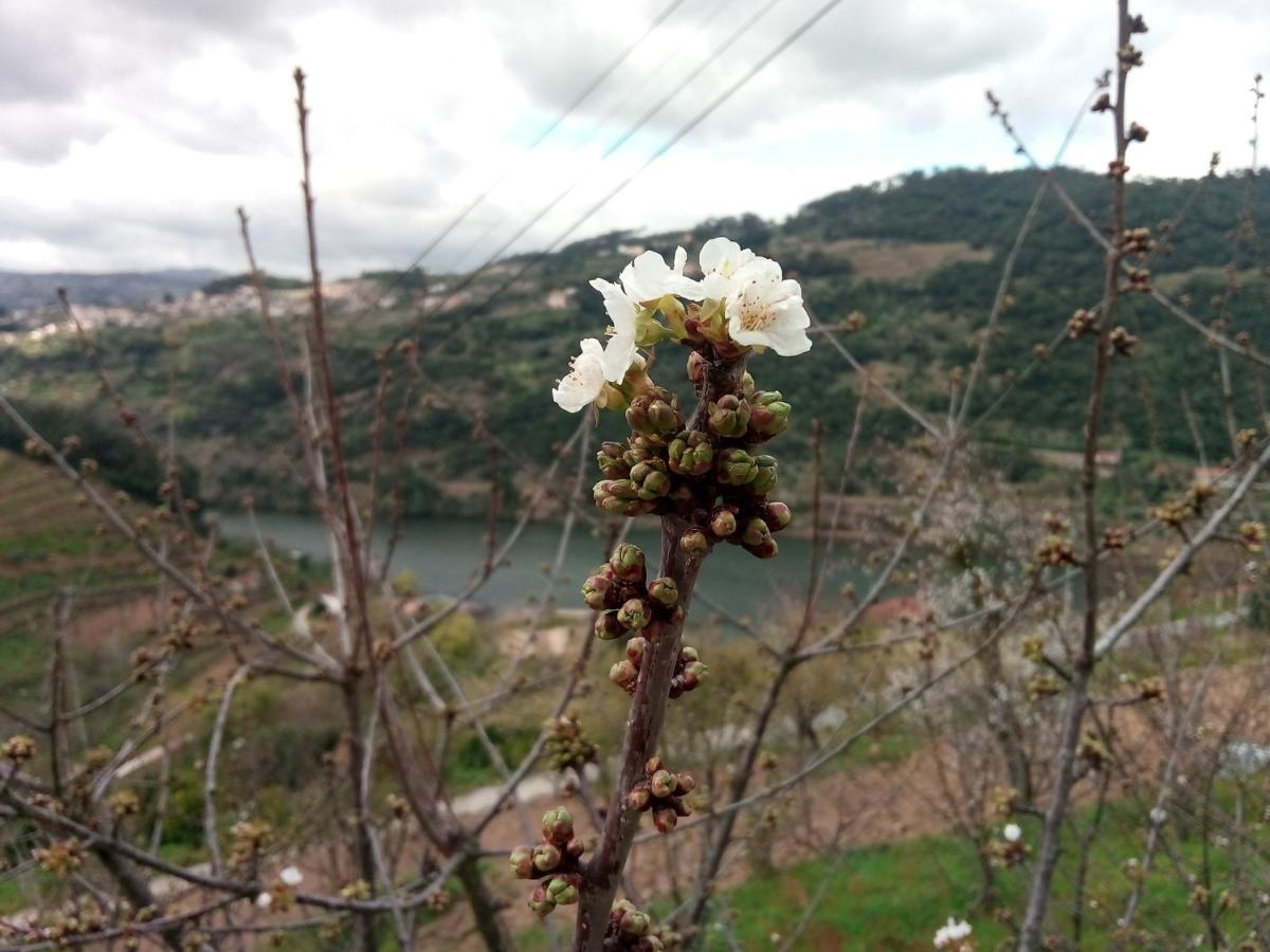 הוילה רסנדה Douro Balcony מראה חיצוני תמונה