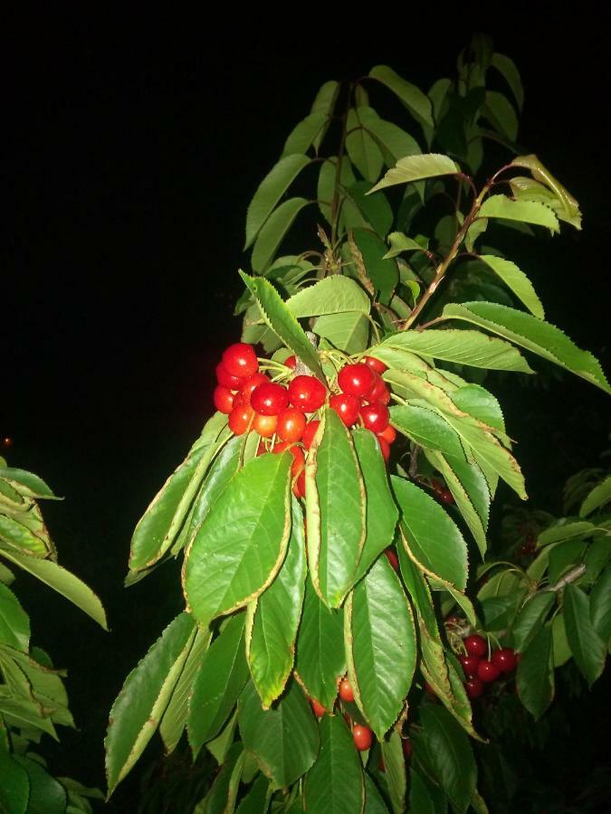 הוילה רסנדה Douro Balcony מראה חיצוני תמונה